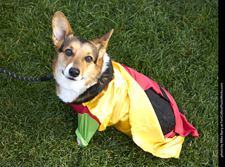 2019-09-28 Tour de Corgi (Robin)