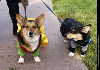2019-09-28 Tour de Corgi (Batman and Robin)