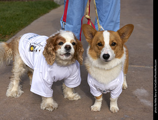 2019-09-28 Tour de Corgi