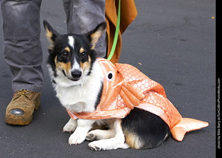 2019-09-28 Tour de Corgi (Merdog)
