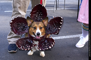 2019-09-28 Tour de Corgi (Demogorgon)