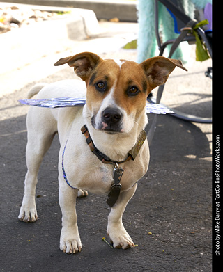 2019-09-28 Tour de Corgi (Faux-corgi)