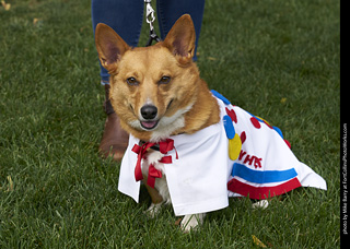 2019-09-28 Tour de Corgi (Wonder Bread)