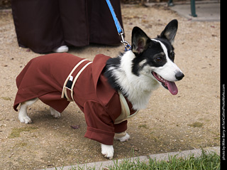 2019-09-28 Tour de Corgi (Jedi Knight)