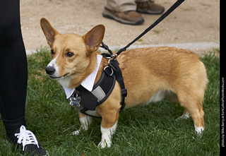 2019-09-28 Tour de Corgi (Formal Corgi Attire)