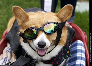 2019-09-28 Tour de Corgi (Are we there yet?)