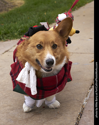 2019-09-28 Tour de Corgi (Scottish Corgi)