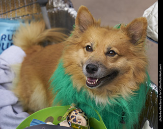 2019-09-28 Tour de Corgi