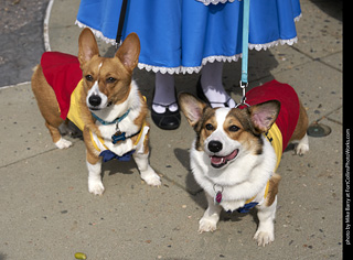 2019-09-28 Tour de Corgi (Tweedle Dum and Tweedle Dee)