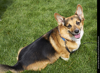 2019-09-28 Tour de Corgi (Cardigan Welsh Corgi)