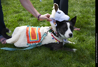 2019-09-28 Tour de Corgi (Cam the Ram)