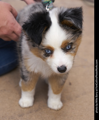 2019-09-28 Tour de Corgi (Corgi Puppy)