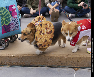 Tour de Corgi - Costume Contest - Cookies and Milk