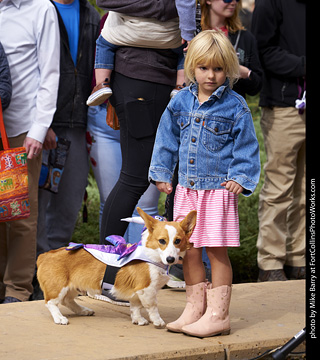 Tour de Corgi - Costume Contest - Shark