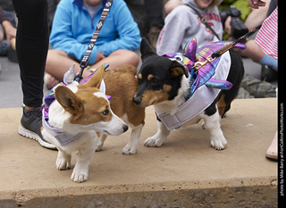 Tour de Corgi - Costume Contest - Sharks