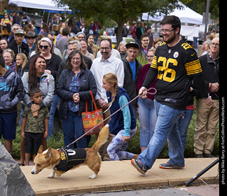 Tour de Corgi - Costume Contest - Pittsburgh Steelers