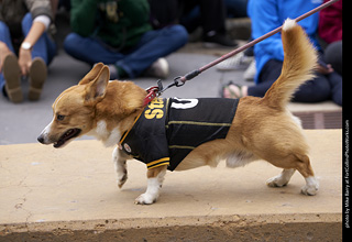 Tour de Corgi - Costume Contest - Pittsburgh Steeler