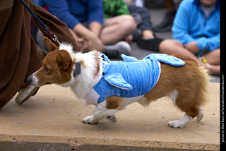Tour de Corgi - Costume Contest