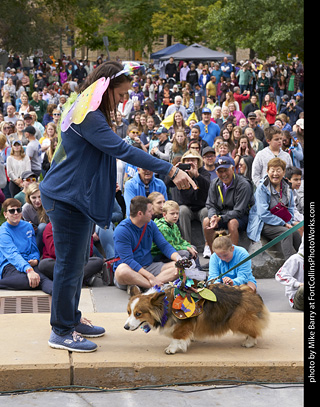 Tour de Corgi - Costume Contest - Fairy