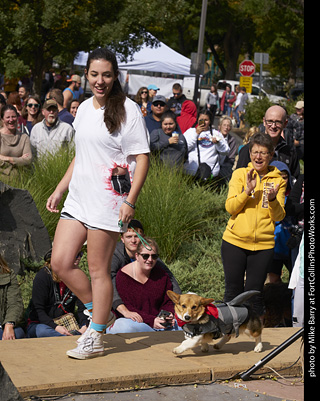 Tour de Corgi - Costume Contest - Shark