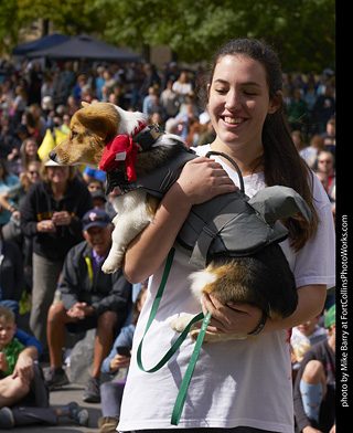Tour de Corgi - Costume Contest - Shark