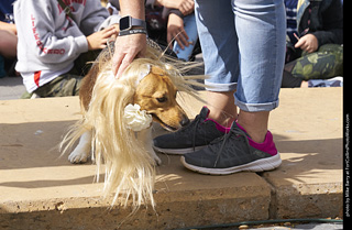 Tour de Corgi - Costume Contest - Korgdashians
