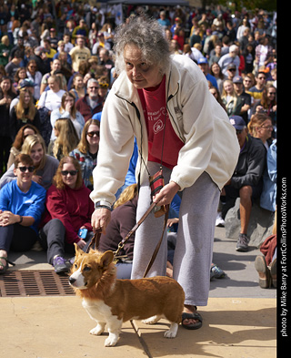 Tour de Corgi - Costume Contest - Lion