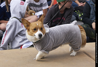 Tour de Corgi - Costume Contest - Koala