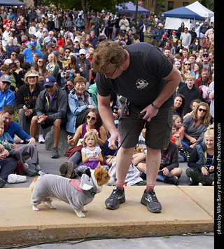 Tour de Corgi - Costume Contest - Koala