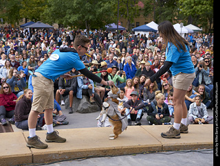 Tour de Corgi - Costume Contest - Seal