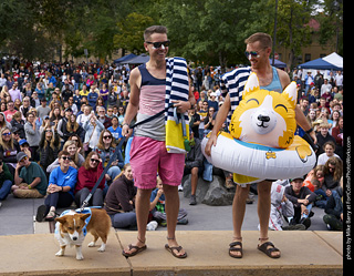 Tour de Corgi - Costume Contest - Shark