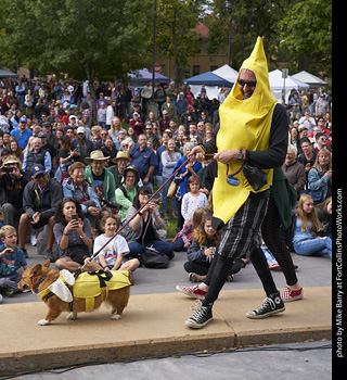 Tour de Corgi - Costume Contest - Bannanas