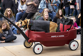 Tour de Corgi - Costume Contest - Biker