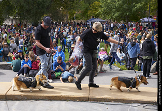 Tour de Corgi - Costume Contest - Bikers