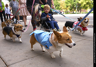 Tour de Corgi - Tour #1