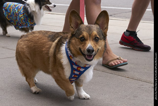 Tour de Corgi - Tour #1