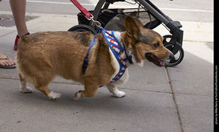 Tour de Corgi - Tour #1