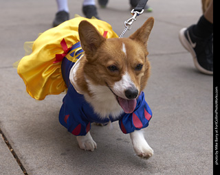 Tour de Corgi - Tour #1