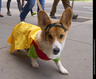 Tour de Corgi - Tour #1