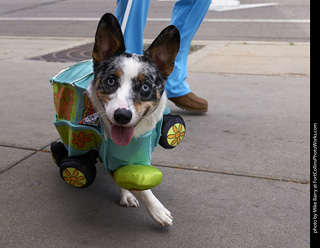 Tour de Corgi - Tour #1