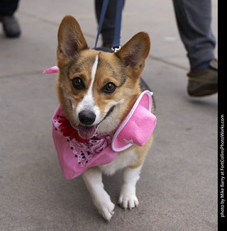 Tour de Corgi - Tour #1