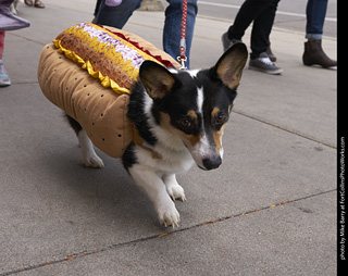 Tour de Corgi - Tour #1