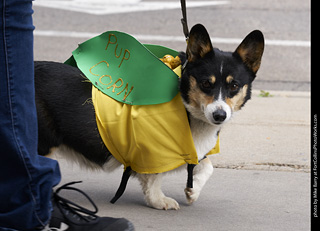 Tour de Corgi - Tour #1
