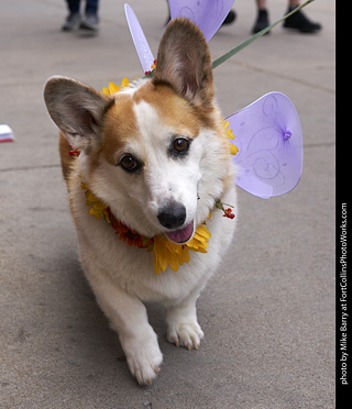 Tour de Corgi - Tour #1