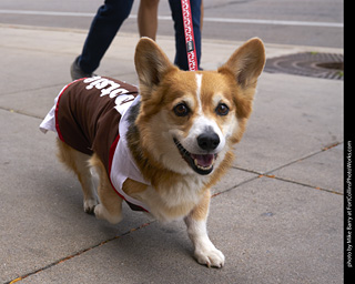 Tour de Corgi - Tour #1