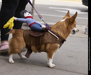 Tour de Corgi - Tour #1