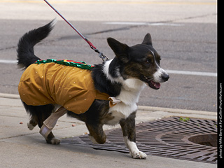 Tour de Corgi - Tour #1