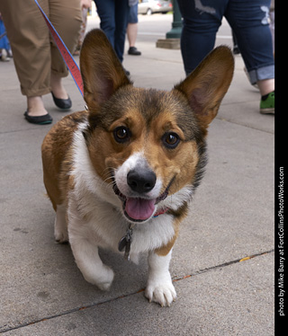 Tour de Corgi - Tour #1