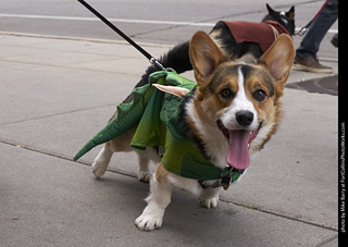 Tour de Corgi - Tour #1