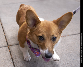 Tour de Corgi - Tour #1
